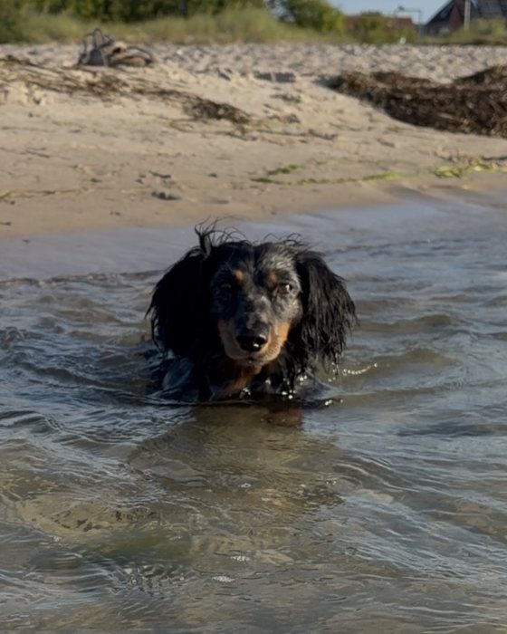 Mogli, ein schwarz gefleckter Tigerdackel, steht bis zur Brust im flachen Wasser an einem Sandstrand.